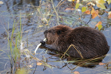 North American Beaver (Castor canadensis) eating, Alaska  © Frank Fichtmüller