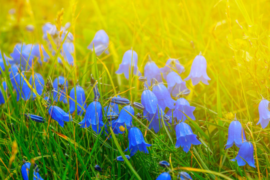 closeuo blue flowers in a rays of sparkle sun - Powered by Adobe