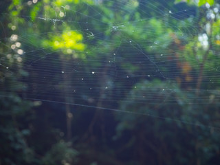 Spider web on the tree in the forest with sunlight