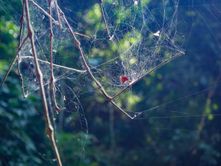 Spider web on the tree in the forest with sunlight