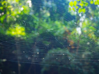 Spider web on the tree in the forest with sunlight