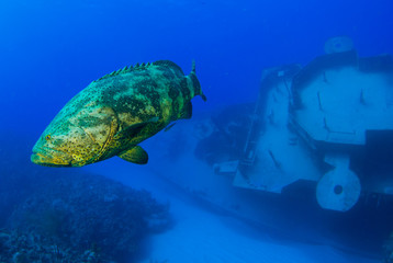A goliath grouper swimming through the ocean in front of the wreck of the Kittiwake near Grand...