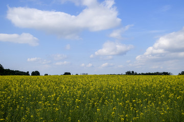 Rapeseed field. Yellow rape flowers, field landscape. Blue sky and rape on the field