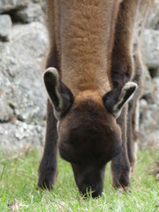 Machu Picchu au Pérou