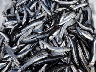 Fototapeta premium Fresh anchovies from Black sea