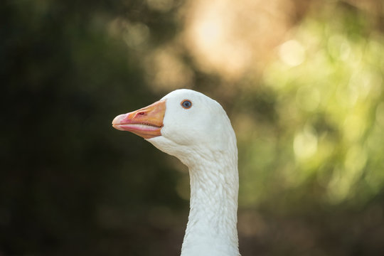 A beautiful goose looks into the camera
