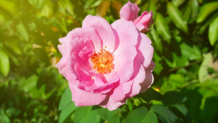 pink rose in nature background with sunlight