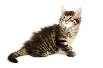 A cute tabby kitten turning her head isolated on a white background.