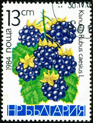 Ukraine - circa 2017: A postage stamp printed in Bulgaria shows drawing Blackberry, Rubus caesius. Series: Fruits. Circa 1984.