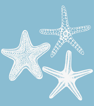 Set of Starfishes. Collection of Sea Design Elements in Hand Drawn Graphic Style. Vector Illustration