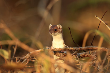 stoat (Mustela erminea),short-tailed weasel in the Winter Germany