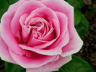 Beautiful pink varietal rose in a garden