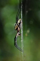 Argiope Spider