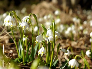 Märzenbecher, Frühlingsblüher