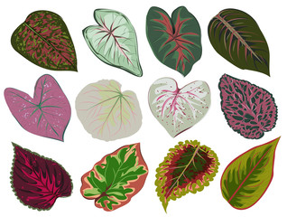 Vector set of patterned red and green leaves. Bright floral sheets and aglaonema Caladium. Botanical illustration of plants on a white background