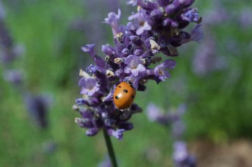 Biedronka i lawenda © agnieszkalll