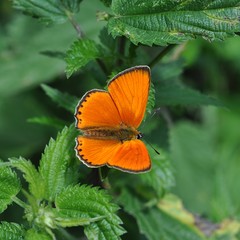 pomarańczowy motyl na pokrzywie