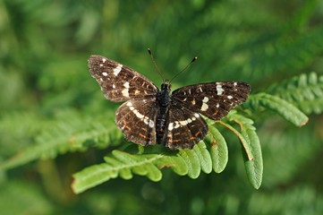 brązowy motyl na paproci