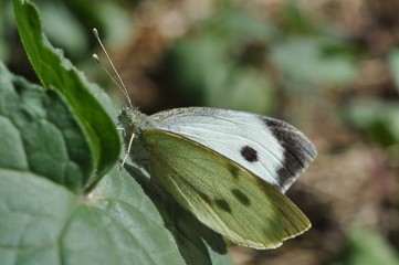 motyl bielik na liściu
