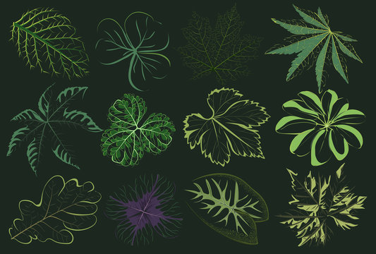 Vector set of patterned green leaves. Floral and woody, the leaves in an abstract style. Botanical illustration of plants