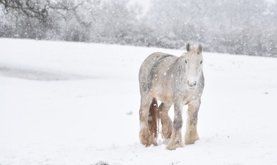 zimowy krajobraz z koniem