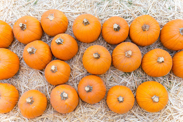 Pumpkins at fog willow
