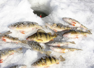 Freshwater Perch on the ice