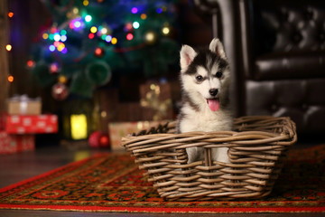 the husky puppy on the background bokeh © oksnemova