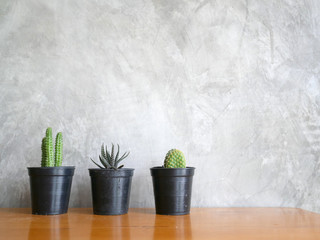 Cactus in plastic pot on cement background