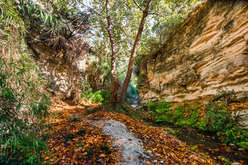 Autumn forest landscape