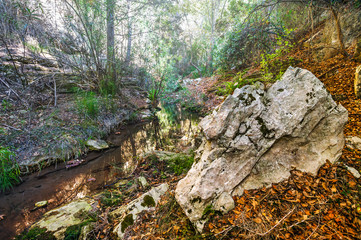 Autumn forest landscape