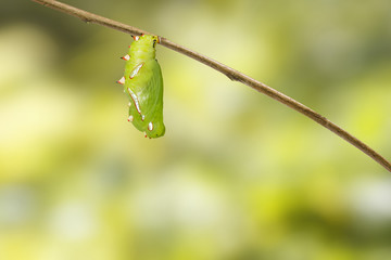 Chrysalis of common leopard butterfly ( Phalanta ) hanging on twig