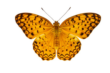 Fototapeta na wymiar Common leopard butterfly ( Phalanta ) Isolated on white
