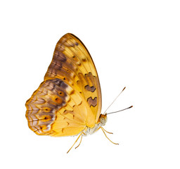 Common leopard butterfly ( Phalanta ) Isolated on white
