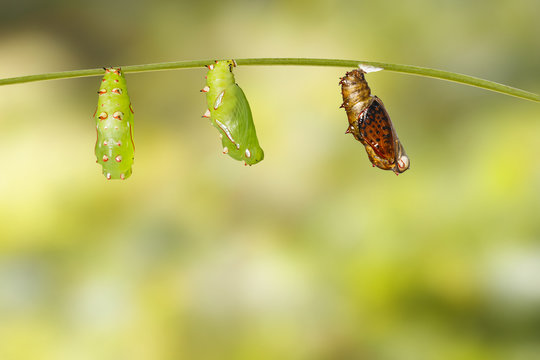 Fresh and mature chrysalis of common leopard butterfly ( Phalanta ) hanging on twig