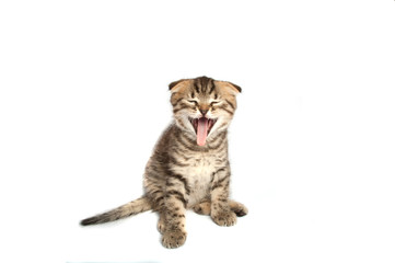 Folding cat isolated on the white