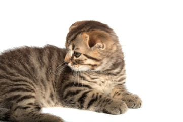 Folding cat isolated on the white