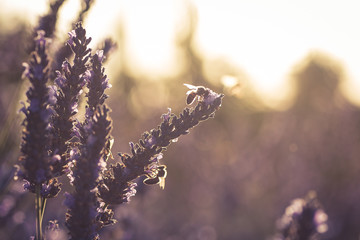 Sonnenuntergang mit Bienen