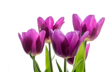 A bouquet of purple tulips isolated on a white background. Selective focus.