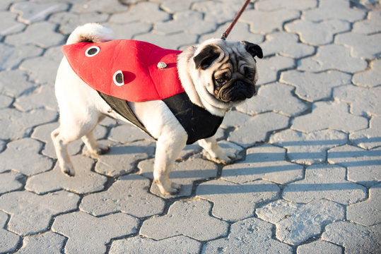 Dog or pugdog in red coat walk on pavement