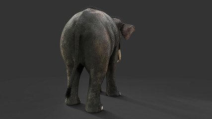 Naklejka premium 3d Illustration elephant isolate on back background, Elephant in dark with clipping path.