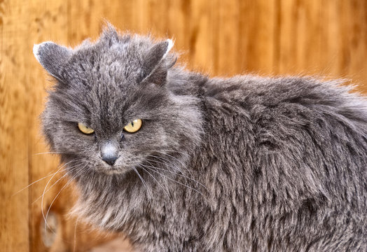 a very angry gray cat on an orange background.