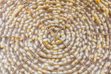  Silk worm this is a source of silk thread and silk fabric.