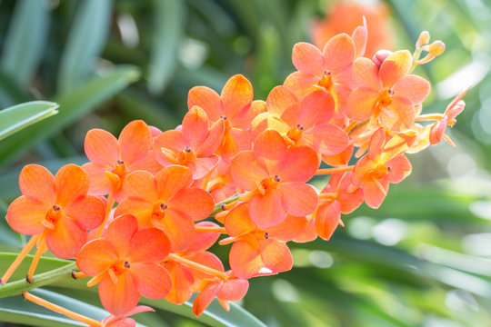Beautiful orange orchid, Ascocenda.