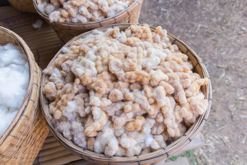  Silk worm this is a source of silk thread and silk fabric.