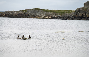 Naklejka premium Goose family on the Atlantic