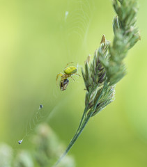 spider with prey