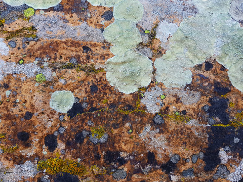 lichene