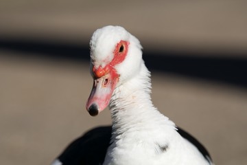 Portret czarno białej kaczki