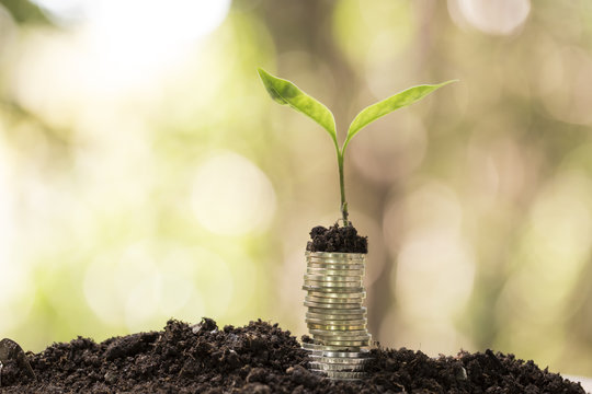Coins in Soil with Young Plants,Business Concept 